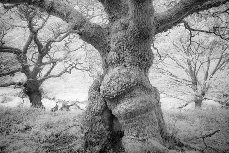 Dancing Trees