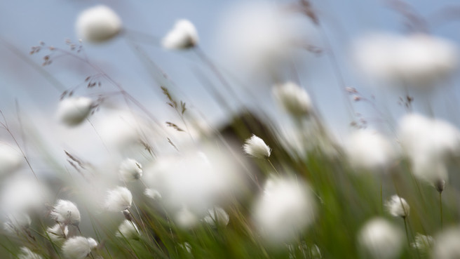 Cotton Grass, from Maen Llia 2015