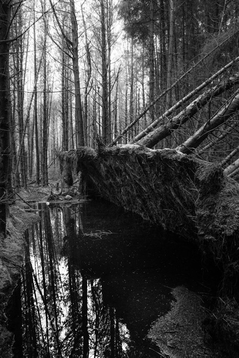 Forestry, Ystradfellte, Brecon Beacons, Wales, UK