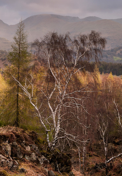 Holme Fell Birch