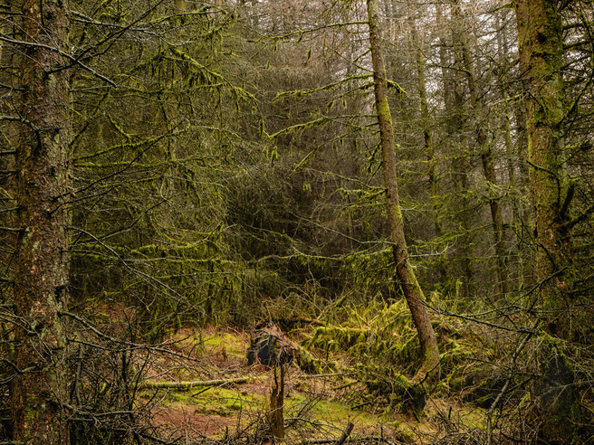 Rain Soaked Woodland