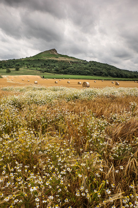 Rosebury Wildflowers