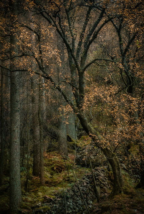 woodland shimmer