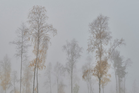Gathering Of The Birches, Swedish Lapland, Norrbotten County