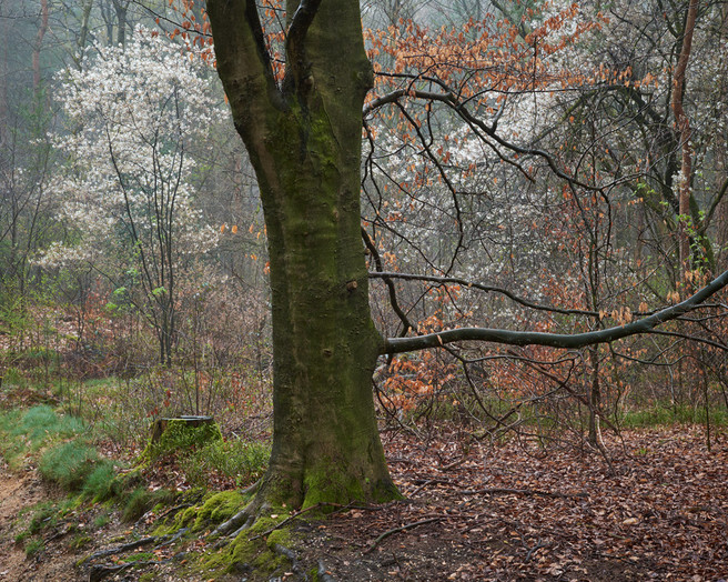 Marc-Hermans-Beech-and-Spring-Blossom,-Bergher-Bos-mag