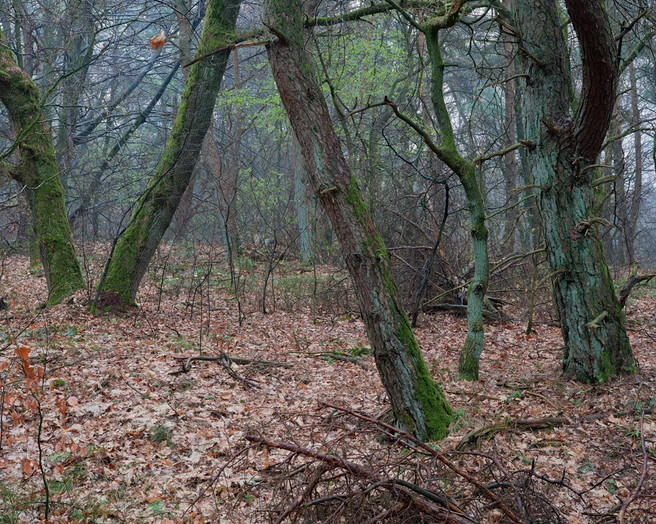 Marc-Hermans-Cool-Spring-Morning,-Bergher-Bos-mag