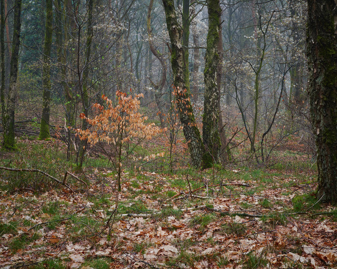 Marc-Hermans-Luminous-April-Morning,-Bergher-Bos-mag