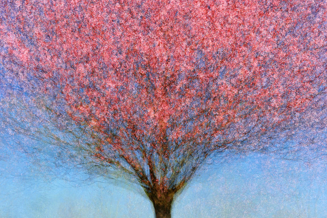 Tree Vision_Bartocha_001_LAYERS