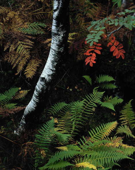 Birch and Rowan, Ballachulish, Tim Parkin website