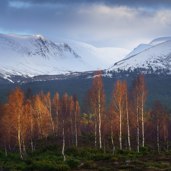 Birch and Mountains, Lairig Ghru, Joe Cornish Joe Cornish