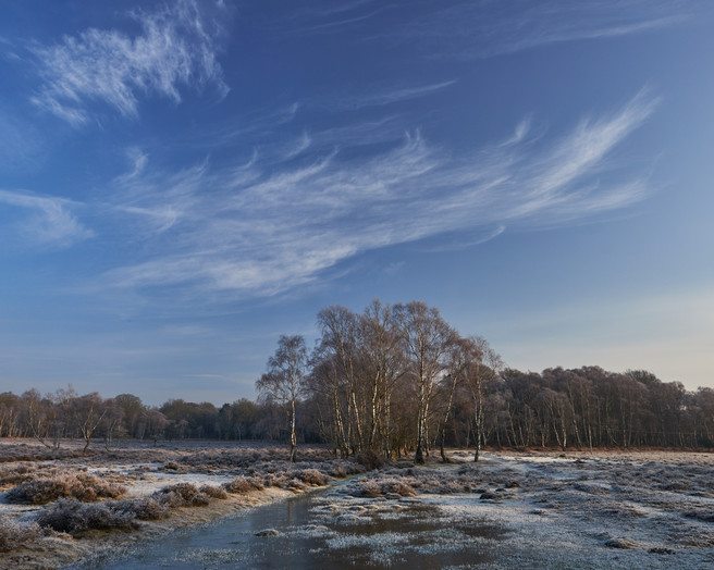 Tolcher Trees - Way below zero, New Forest, Baxter Bradford, website