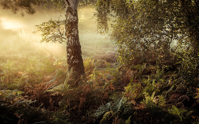 Hushed, Knettishall Heath in Suffolk, Lee Acaster website