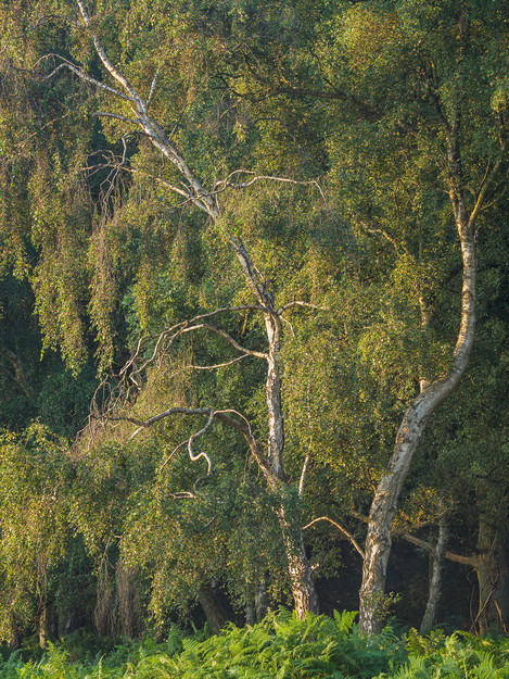 Sisters, Berkhamsted Common, Hertfordshire, Damian Ward, Flickr