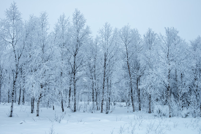 Frosted Birch Trees, Finland, David Moorhouse, Flickr