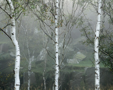 Birches, Rocks, Lichen, Bole Hill, Peak District, Eli Pascall-Willis, website