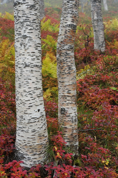 Bunchberry & Birch, KvalÃ¸ya, Arctic Norway, Harvey Lloyd-Thomas, website