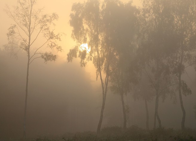 Birches in the Mist at Sunrise, The New Forest, Kevan Brewer, website