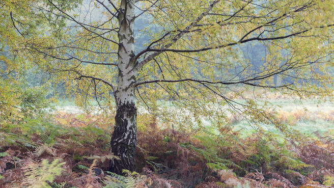 Mausoleum Woods Birch, Mausoleum Woods, Lincolnshire, Louis Murphy, Flickr