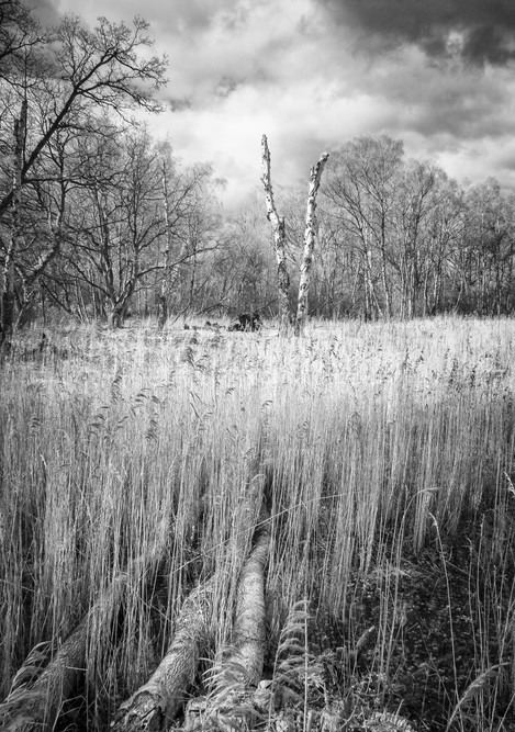 Broken, Foulden Common, Norfolk, Paula Cooper, website