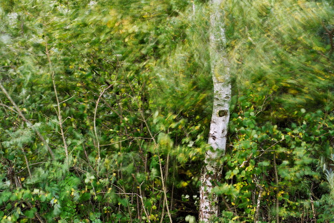 Birch tree in the wind, Chaumont, Haute Savoie, France, Patrick Morand, website 