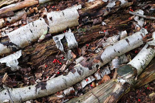 Decaying birch logs, Kirkby Moor nature reserve, Lincolnshire, Peter Roworth, website