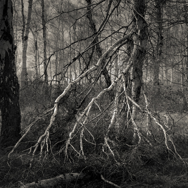 Fallen, Holme Fen, Cambridgeshire, Robin Jones, Facebook