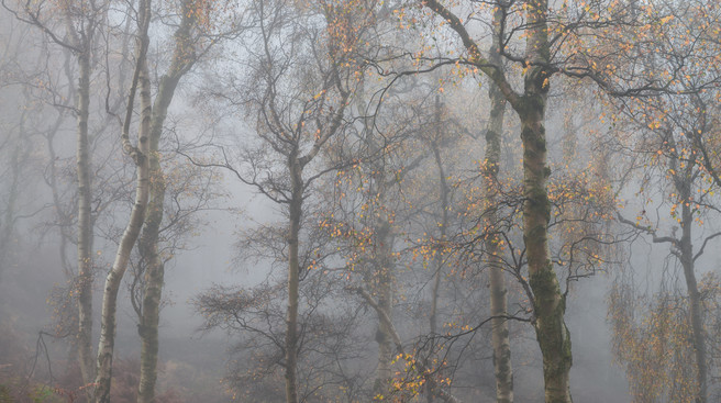 Autumn in the Peaks III, Bolehill Quarry, Roger Voller, website