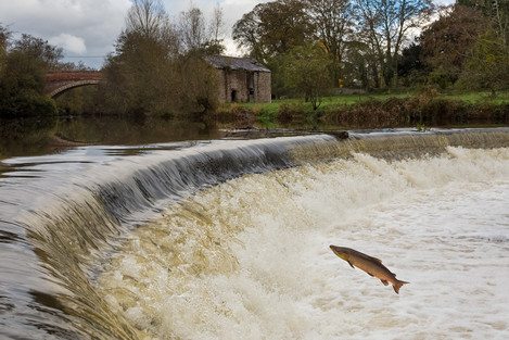 ashford-carbonel-salmon-29-edit