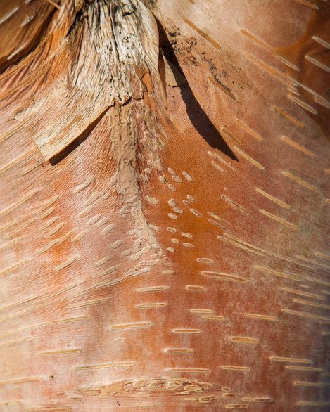 Betula Utilis, Dawyck Gardens, Scottish Borders, Brian Mahler, website