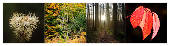 dalby-forest-montage
