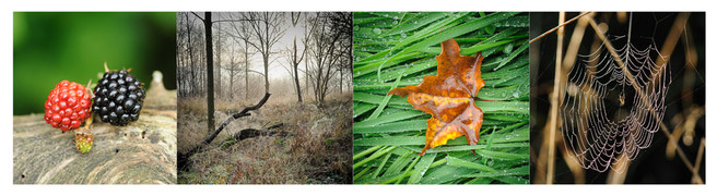 mists-and-mellow-fruitfulness-montage