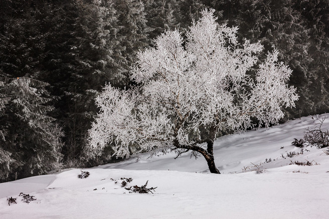 auvergne_u