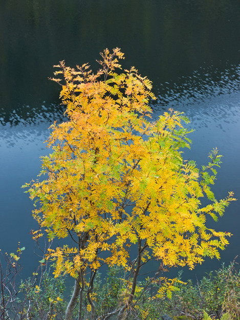 Mountain Ash, Kvaloya, Norway, Growing on the banks of a lake lower down, the leaves of this tree contrast beautifully with the dark blue waters, AdamPierzchala, website