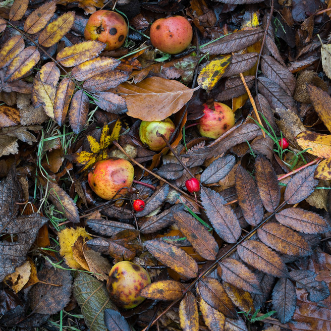 Windfall, Keil's Den, Largo, Fife, Andy Latham, website