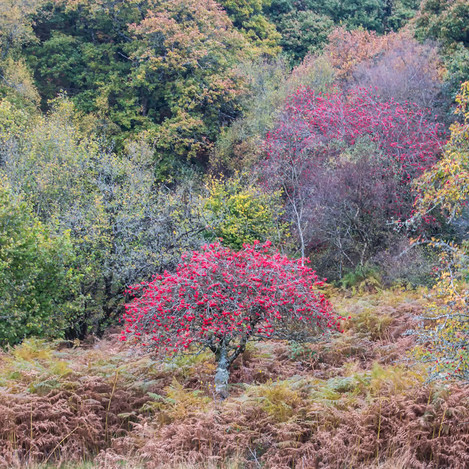 Alone, Dartmoor, Christian Schoter, Facebook