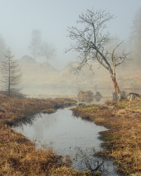 Twisted Rowan III, Holme Fell Tarn, Colin Bell, Website