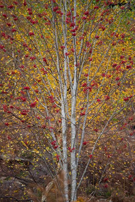 Rowan Berry Yellow, Snowdonia, Flickr