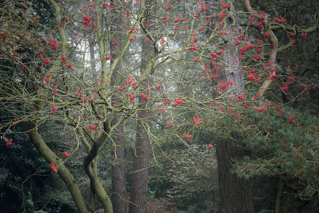 Twisted Rowan, Snilesworth, North Yorkshire Moors, Geoff Kell, Flickr