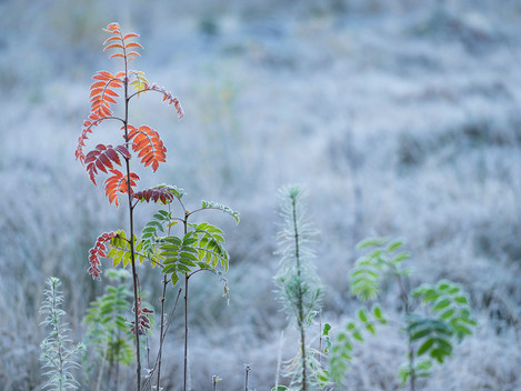 First Frost, Lower Glen Affric, Scottish Highlands, Nick McLaren, Website