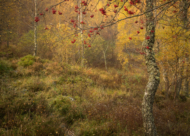 The Colours of AutumnCraigellachie National Nature Reserve - Aviemore, Scotland by Phil Johnson, website