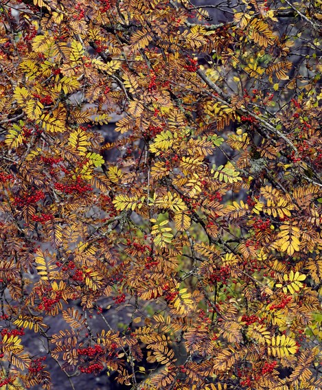 Autumn Jewels, Glyn Rhonwy, Richard Childs, website