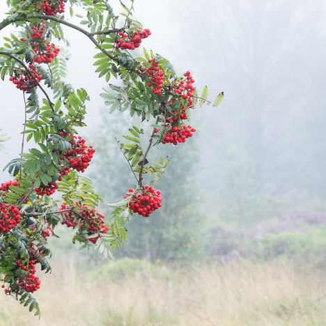 Late Summer Fog, Norland Moor, Calderdale, Yorkshire, Robert Birkby, website
