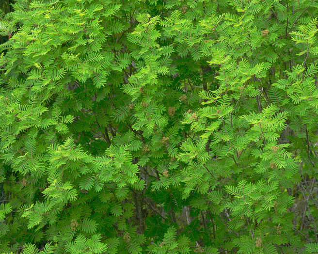 Count the leaves... to sleepParang Mountains, Romania by Serban Simbotelecan, website