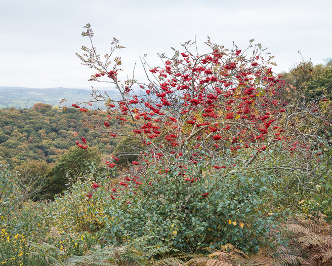 Rowan berries, Hunter's Path, Above the Teign Valley, Eastern Dartmoor, Terry Hurt, website