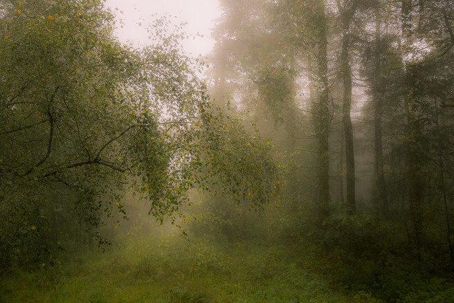 bottom-moor-forest