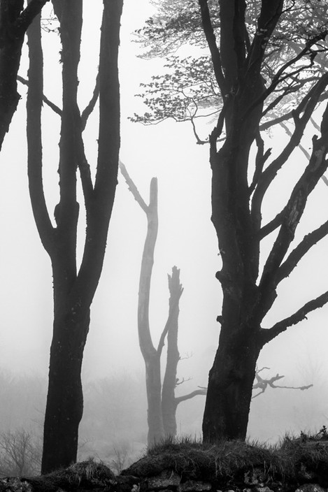dartmoor-trees