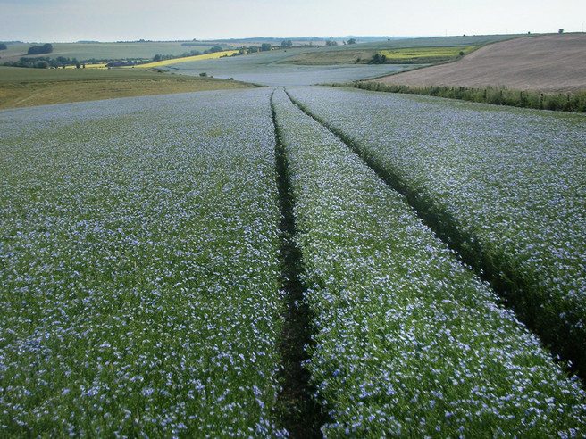 Flax field near East Kennett