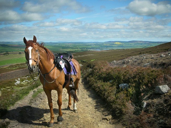 Westy on Simonside Hills