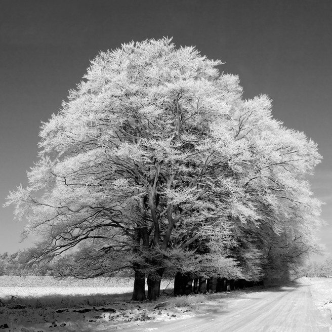 hoar frost tree road 5127