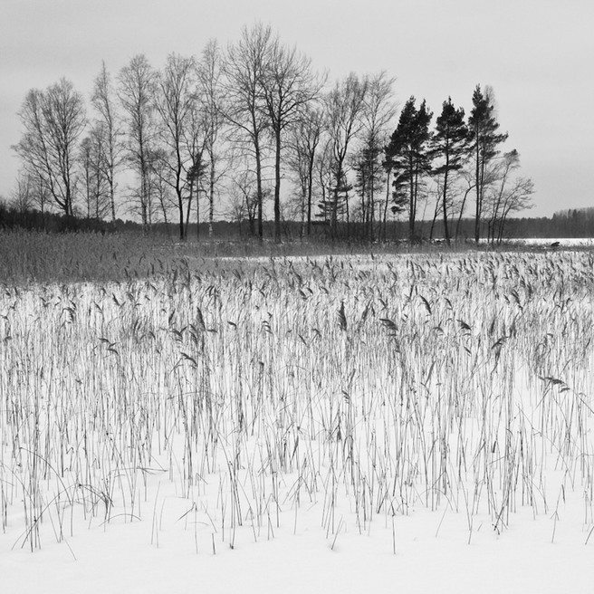 lakeside reeds and trees 6904